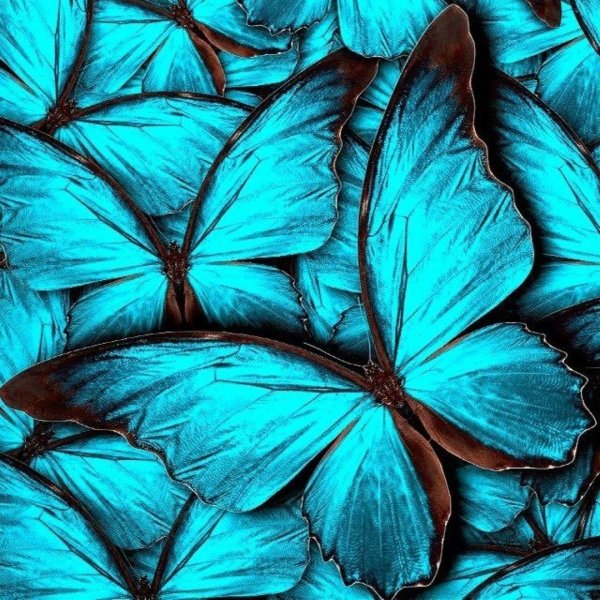 бирюзовая бабочка