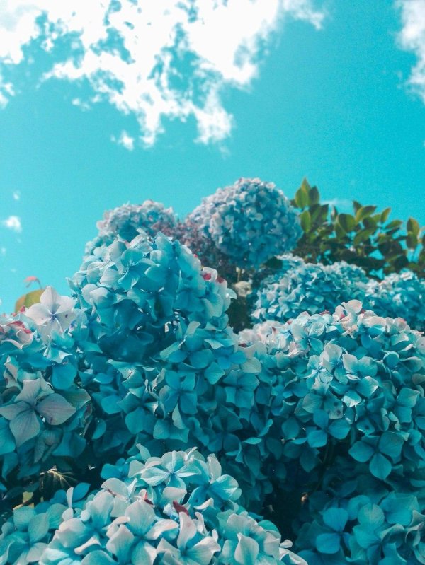 гортензия блю скай