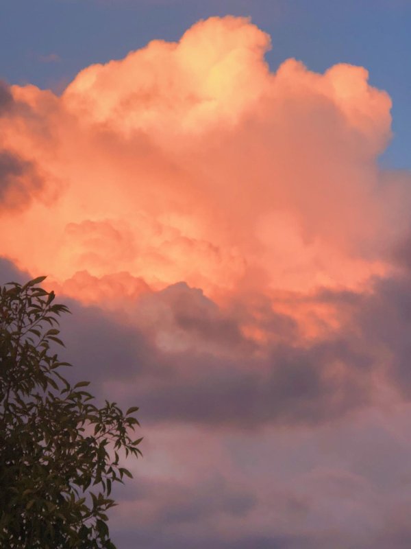 облака розовые