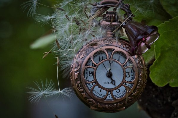 dandelion clock