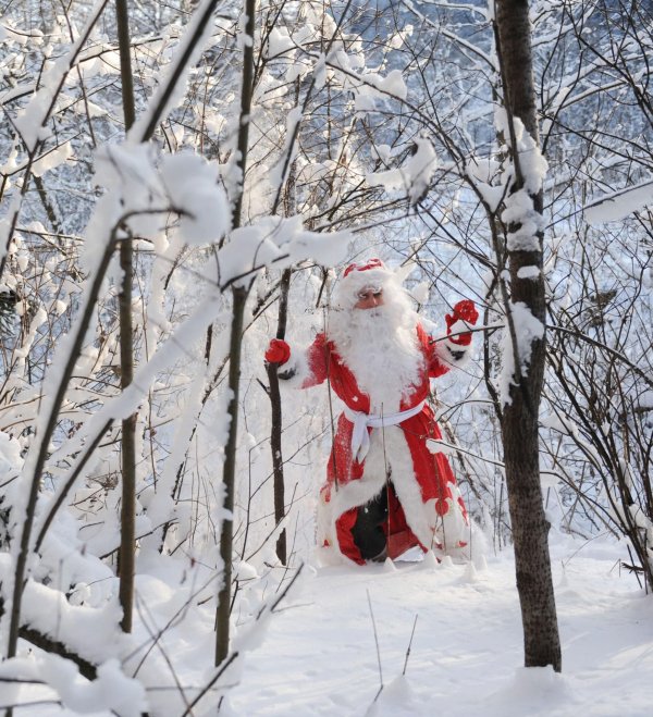 дед мороз идет по лесу