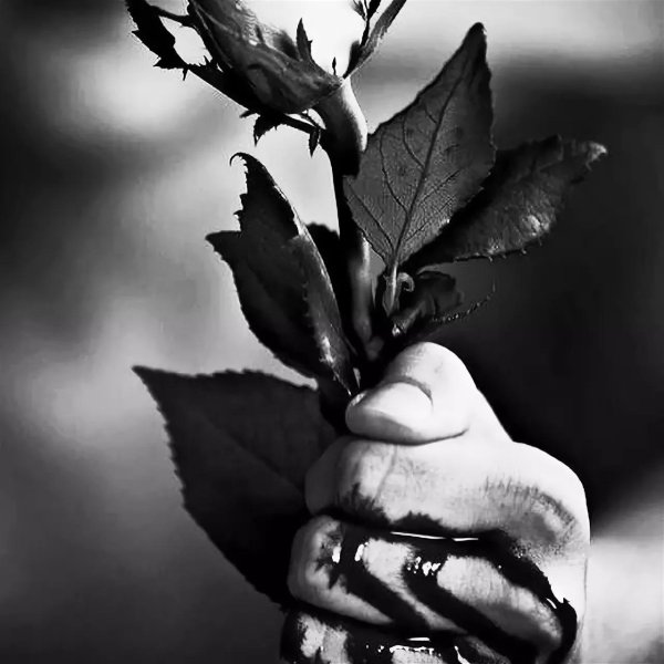 любимые розы