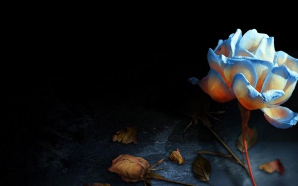 красивый одинокий цветок