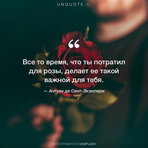 любимые розы