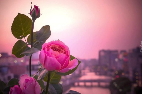 розы на рассвете