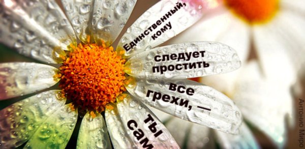 ромашка цветки