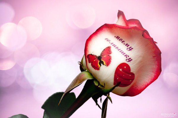 надписи на живых цветах