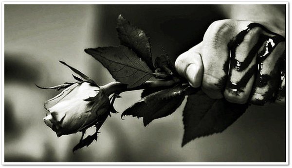 роза в руках