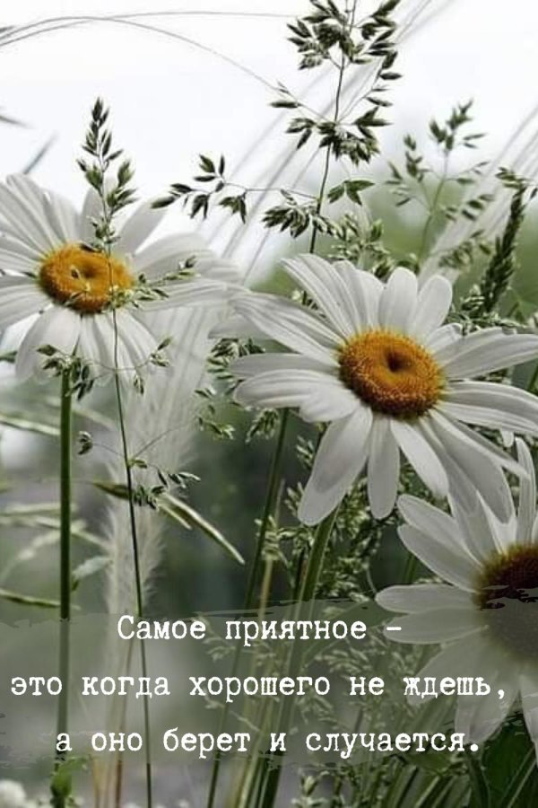 ромашки полевые