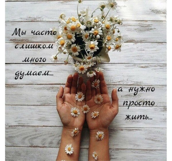 ромашка эстетика