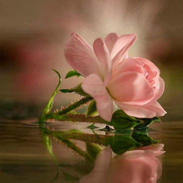 цветок бога