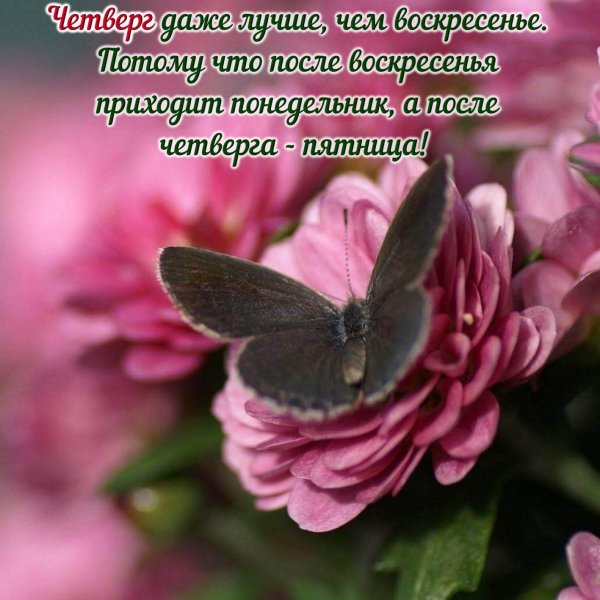 розовая бабочка