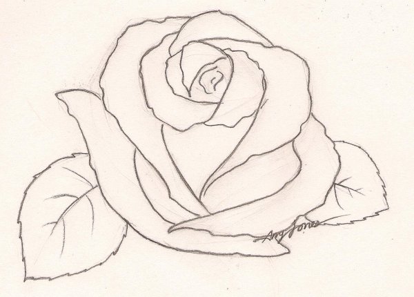 Карандашом легкие