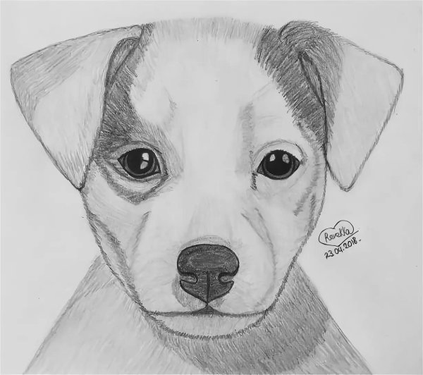 раскраска собака джек рассел терьер