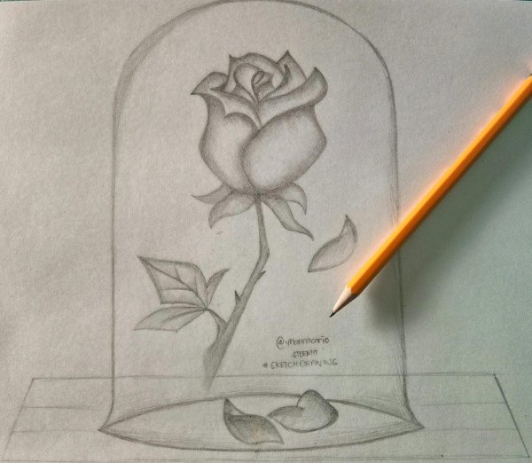 Карандашом легкие