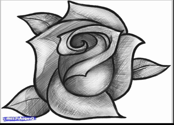 роза простым карандашом