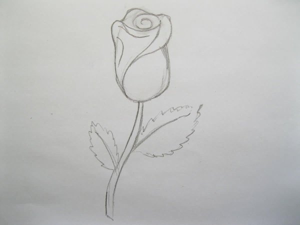 пошаговое рисование розы карандашом