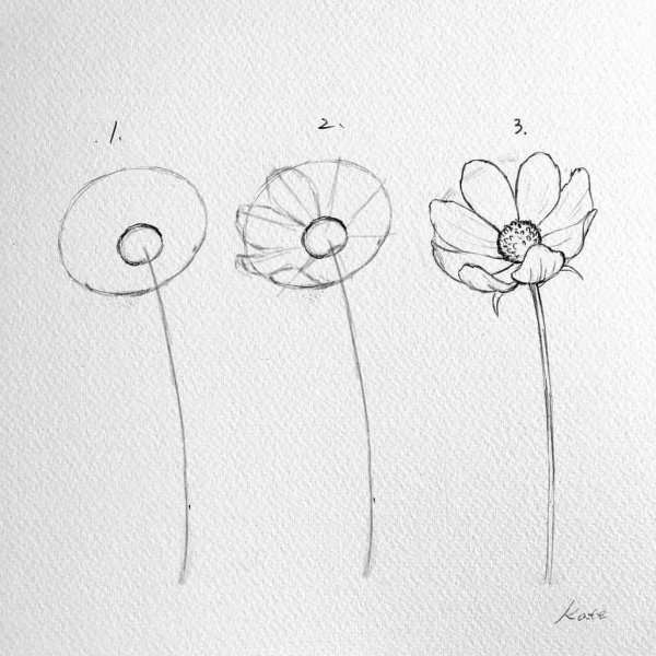 цветок поэтапно карандашом