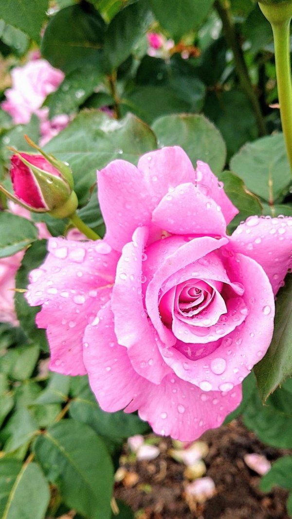 красивые розовые розы