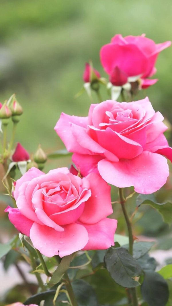 чайно гибридная роза