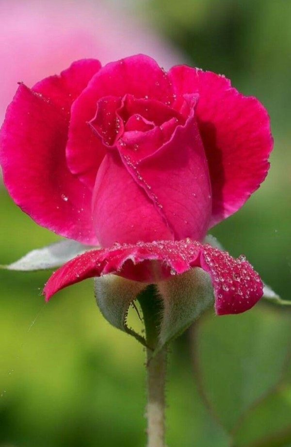 розовые цветы