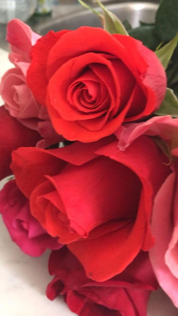 шикарные красные розы
