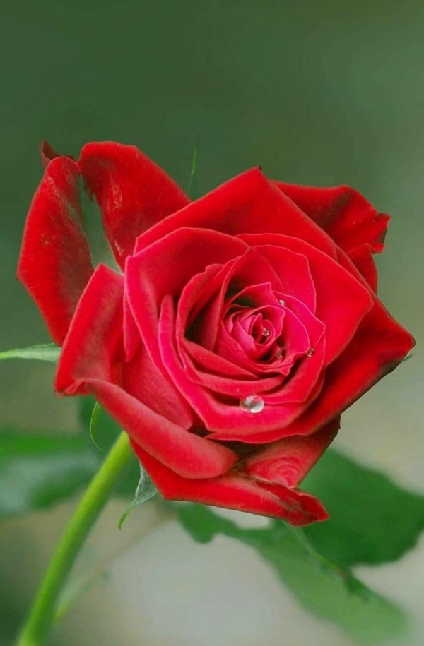 красные цветки