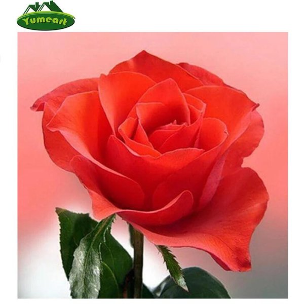 розы кораллового цвета