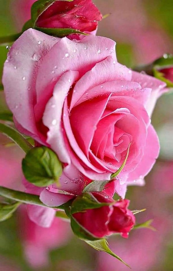 розы красивые