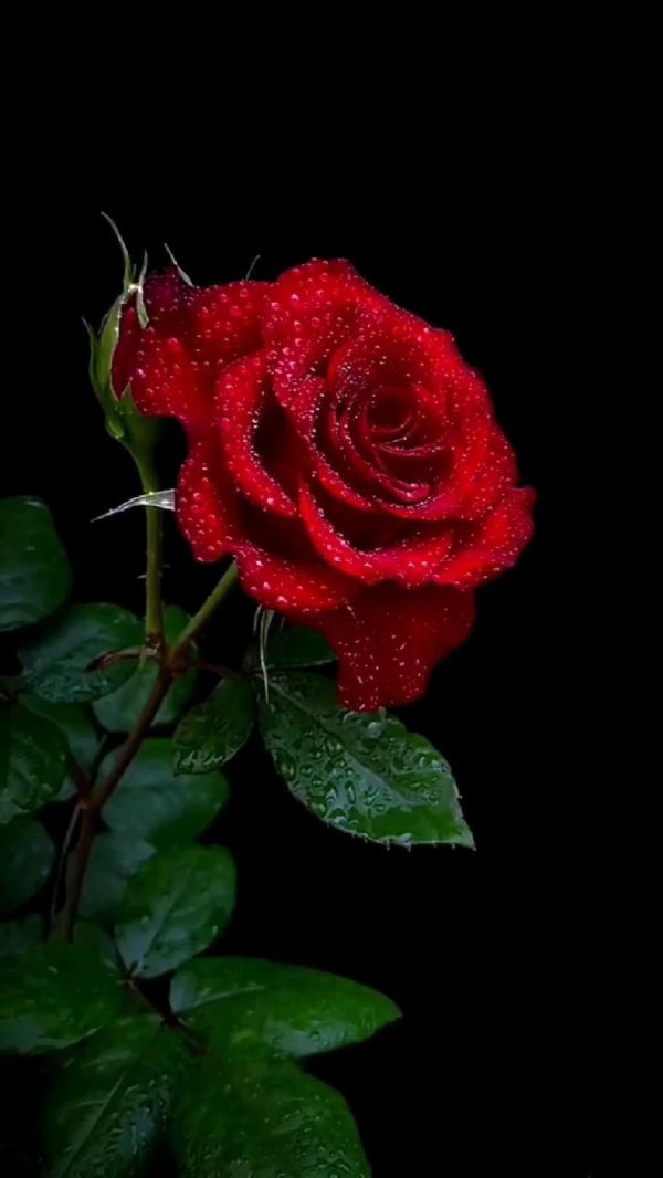 красивые розы красные