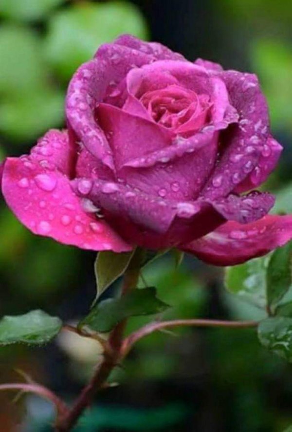 красивые цветочки