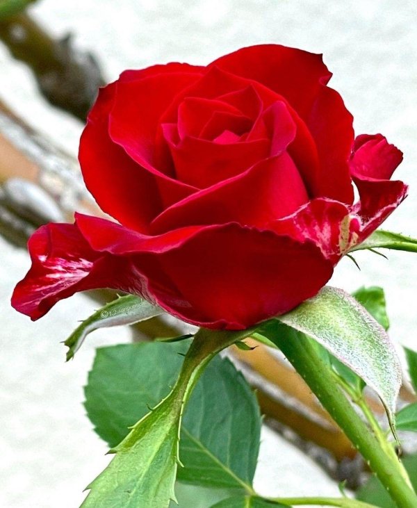 цветы очень красивые