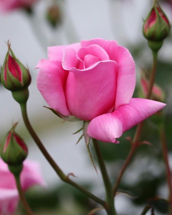 цветы розовые розы