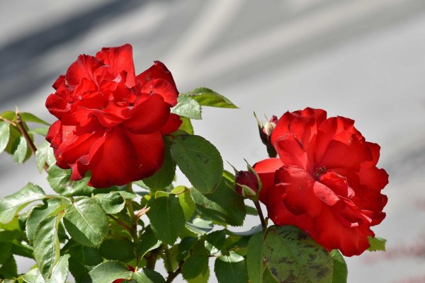 роза марко поло