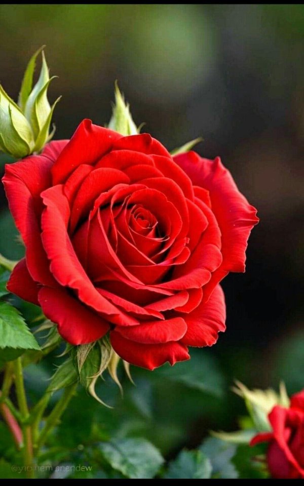 красная роза