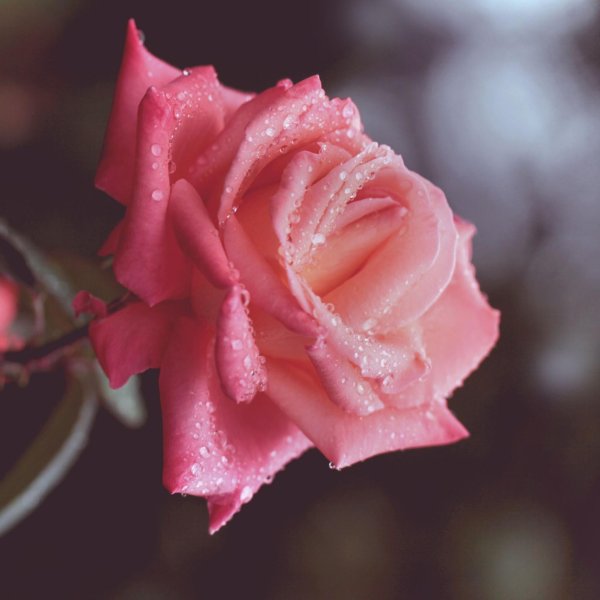 красивые розовые розы