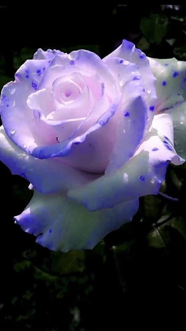 цветы красивые розы