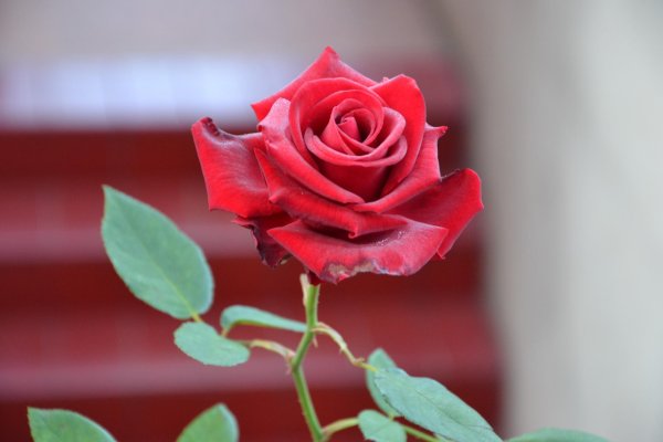 розы каирские