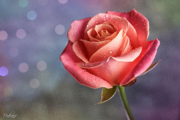 красивая розочка