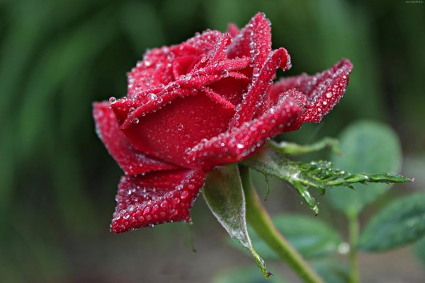 цветок в росе