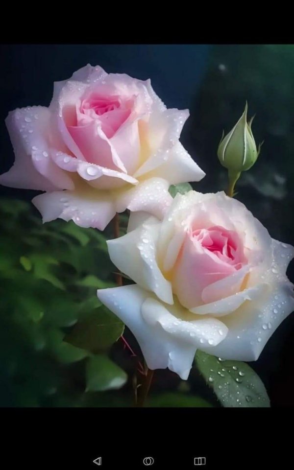 роза нежная