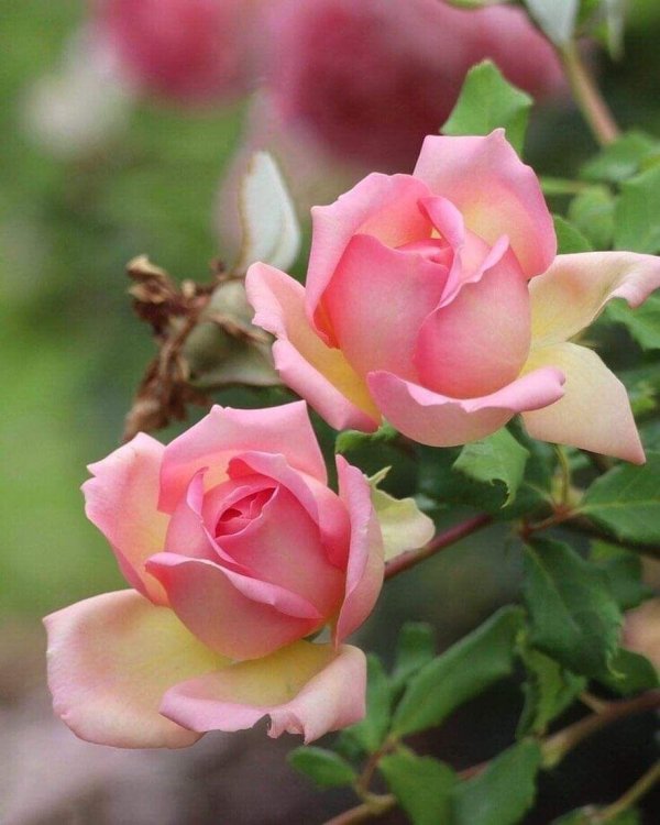 цветы розовые розы