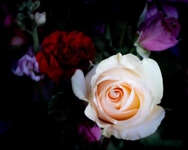 розы на рабочий стол