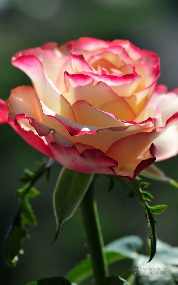 роза чайногибридная свитнесс