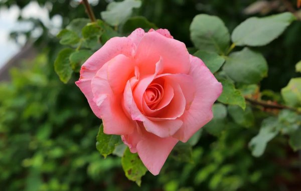 роза чайно гибридная