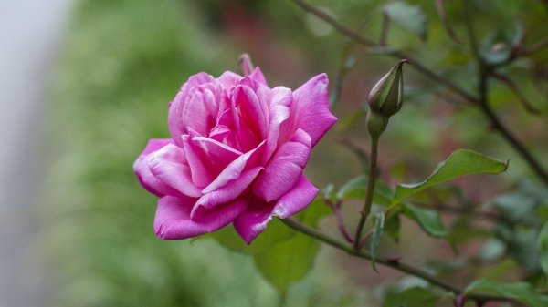 роза розмари роуз