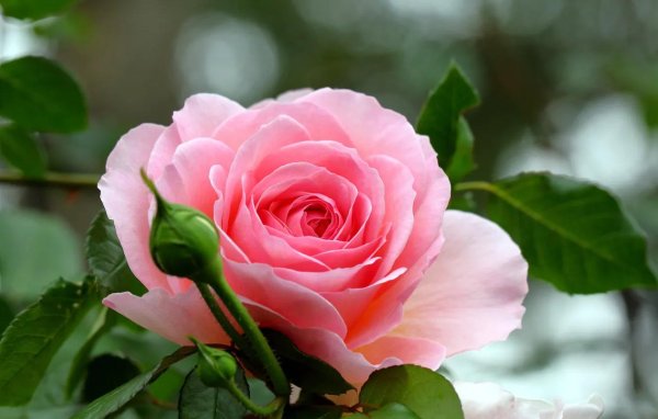 цветок роза