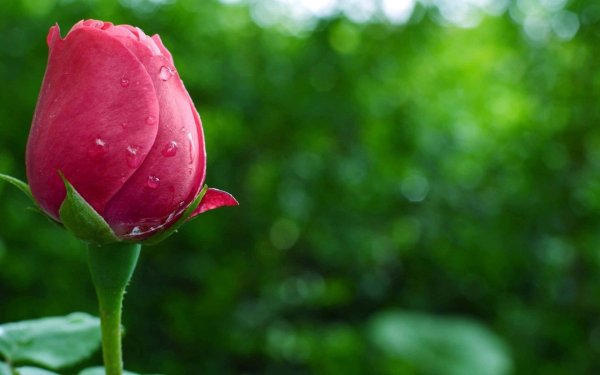 цветы бутон