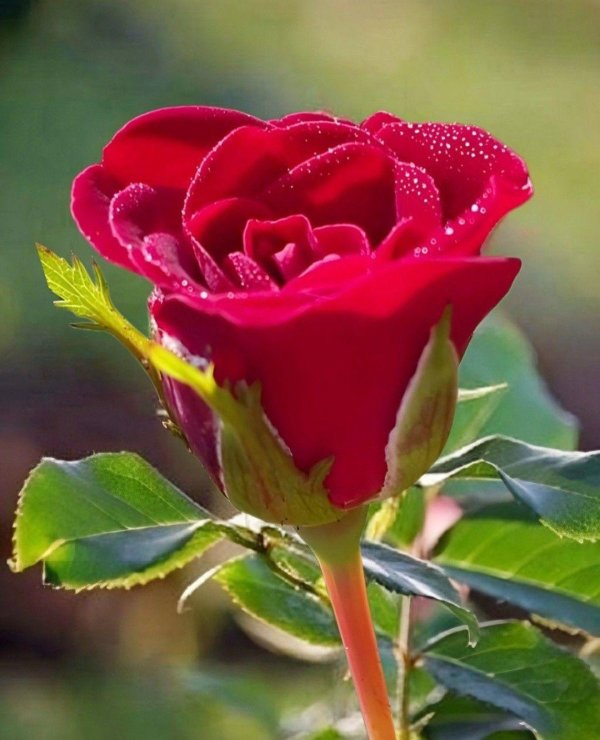 красная роза