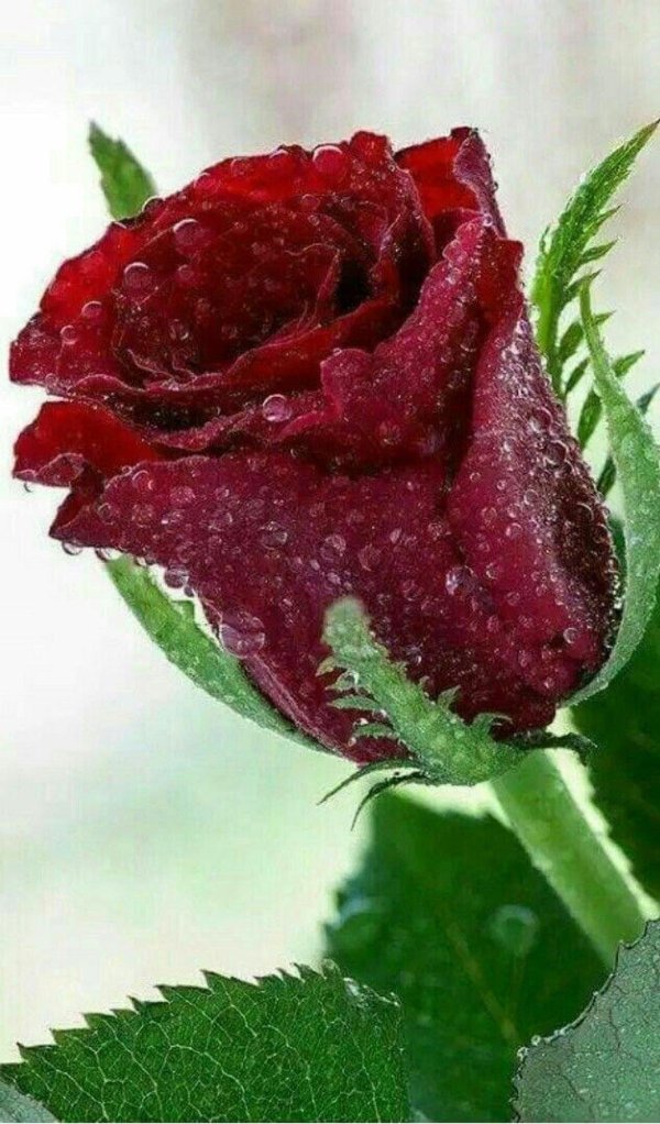 красивые цветочки